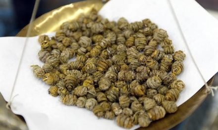 名貴中藥名貴花──鐵皮石斛花