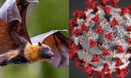 尼帕病毒──隱形殺手